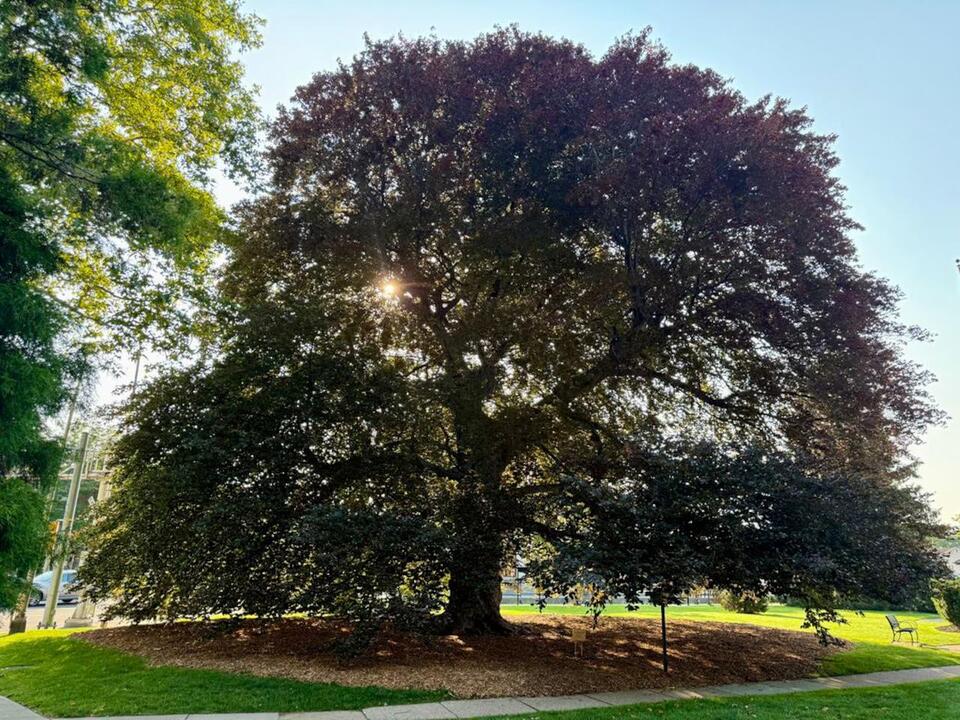 The famous ‘Kissing Tree' is dying, and this N.J. borough is in a race to save it