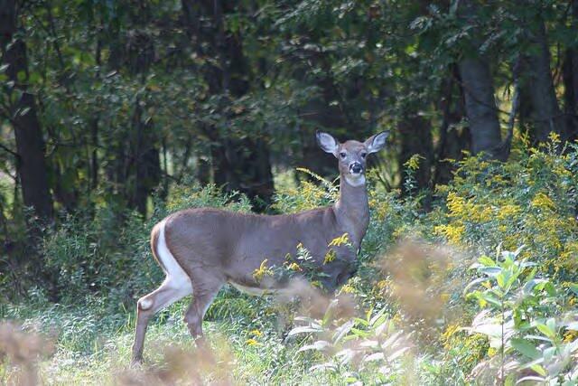 News You Can Use: Hunting Seasons Opening Statewide