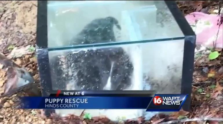 Man Went Searching For His Dog In The Woods, Finds Puppies Trapped Inside Sealed Aquarium