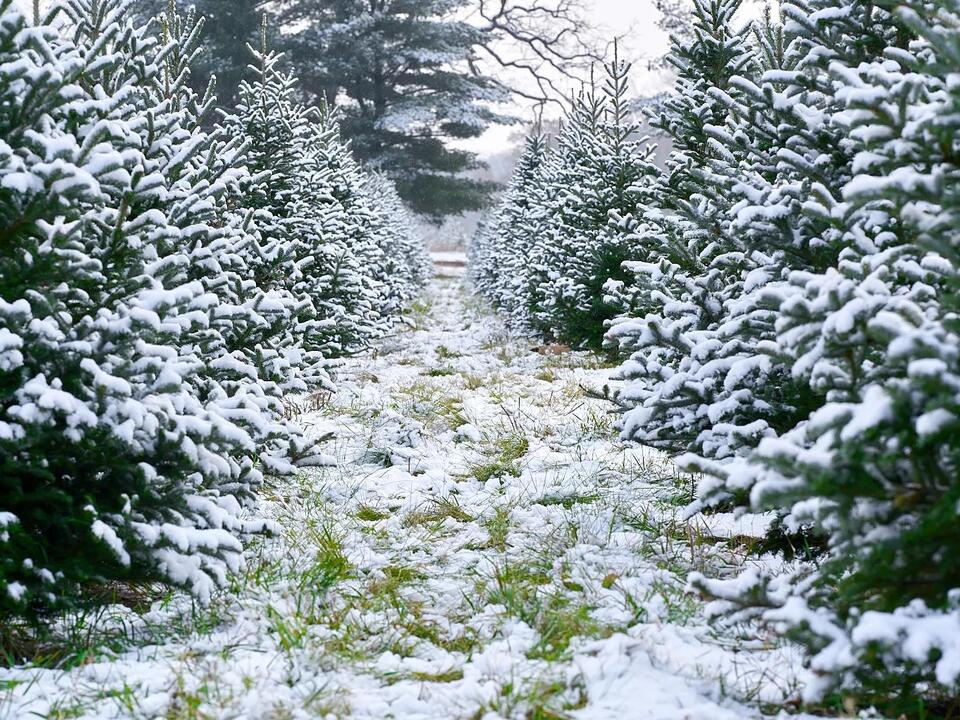 Christmas tree sales off to huge start at Richardson Farm 'People just