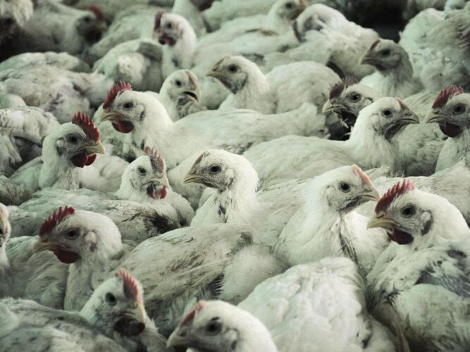 Kansas officials monitoring cases of avian influenza in McPherson, Rice