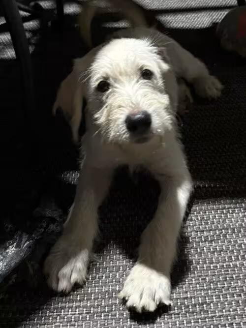 🐶 Playful Spring, TX Puppies Ready for Adoption Today - NewsBreak