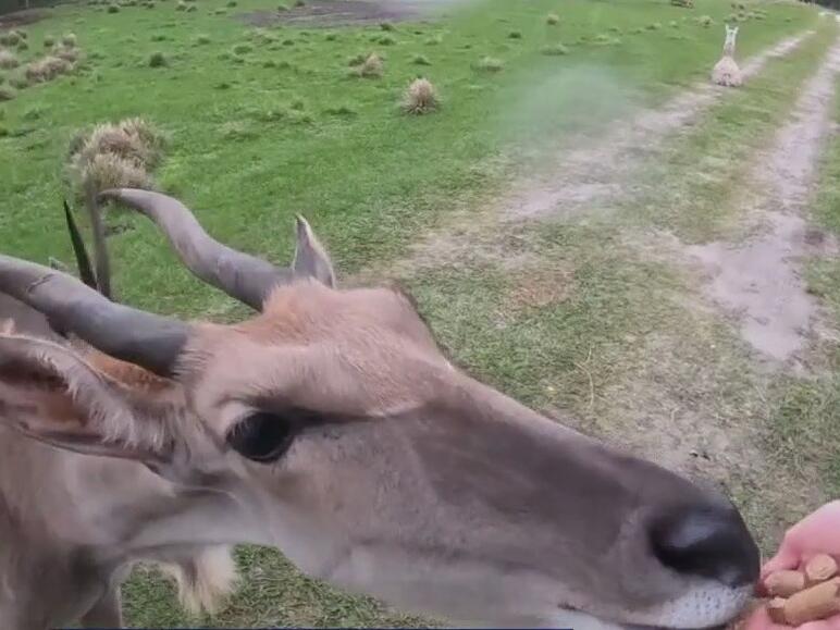 Safari Wilderness Ranch in Lakeland