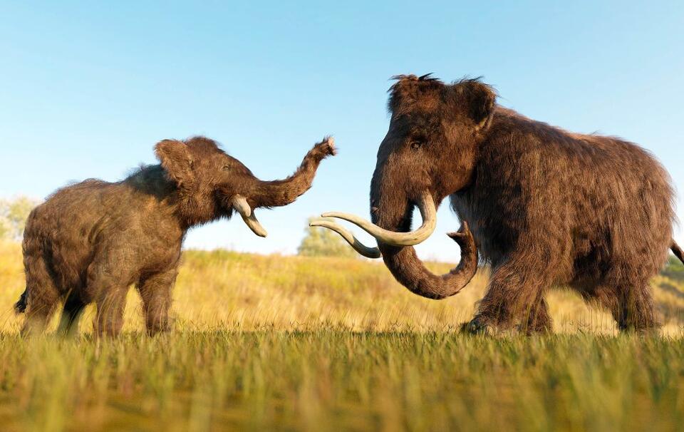 Fossils show different species of woolly mammoths were interbreeding ...