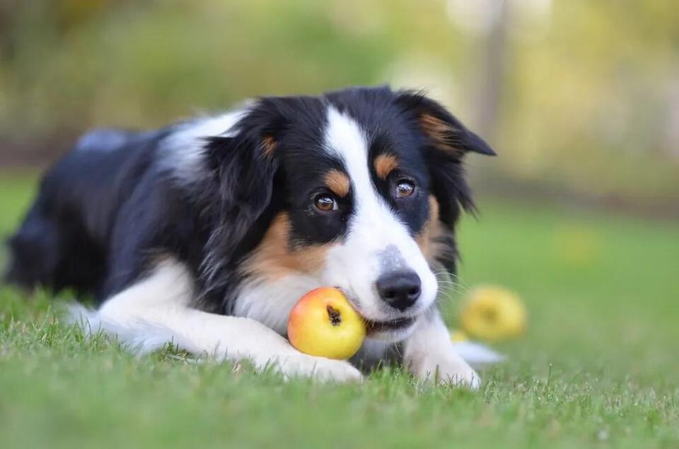 Does An Apple A Day Keep The Vet Away? The Lowdown On Dogs And Apples
