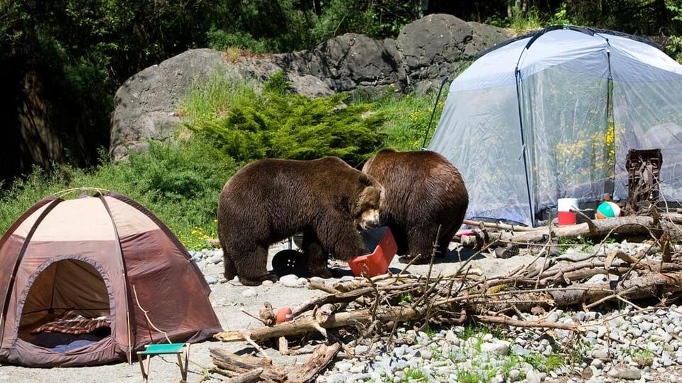 Grizzly sightings serve as reminder that North Idaho is bear country ...