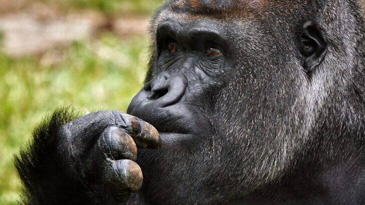 Are There Animals That Can Truly Understand Human Language Beyond ...