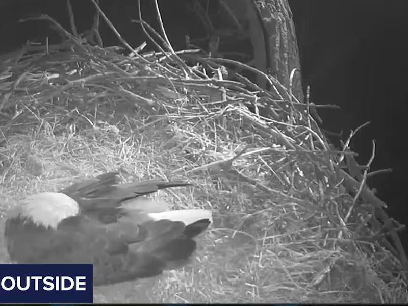 WATCH LIVE: Bald eagle nest cam is streaming as we wait for the big reveal