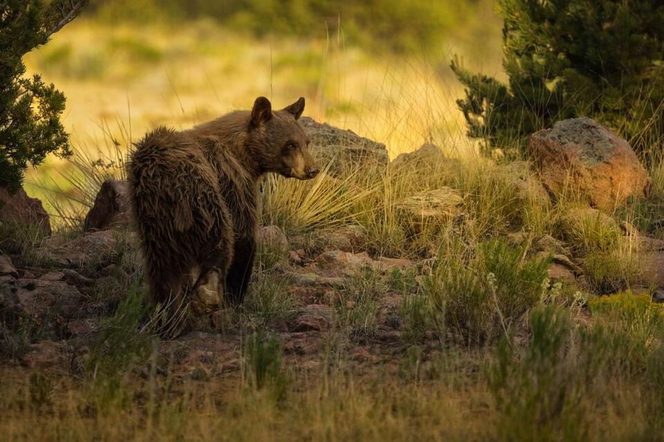 Why Western Colorado Bears Are Getting Closer to People - NewsBreak