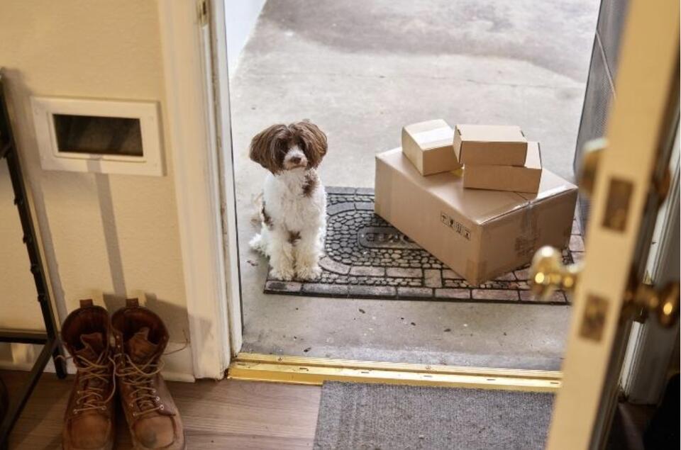 The Best Places to Buy Well-Socialized Puppies for a Safe Nationwide Home Delivery