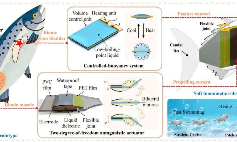 Soft robotic fish combines high-speed swimming with 3D maneuverability