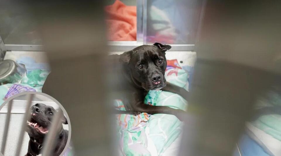 Bankrupt Owner Surrenders 13 Year Old Dog At Shelter, But Fate Takes a ...