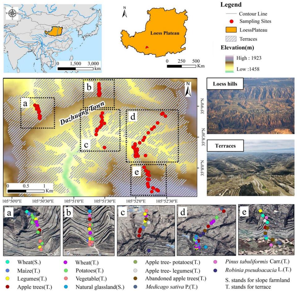 Terraced fields increased soil organic carbon content in croplands of ...