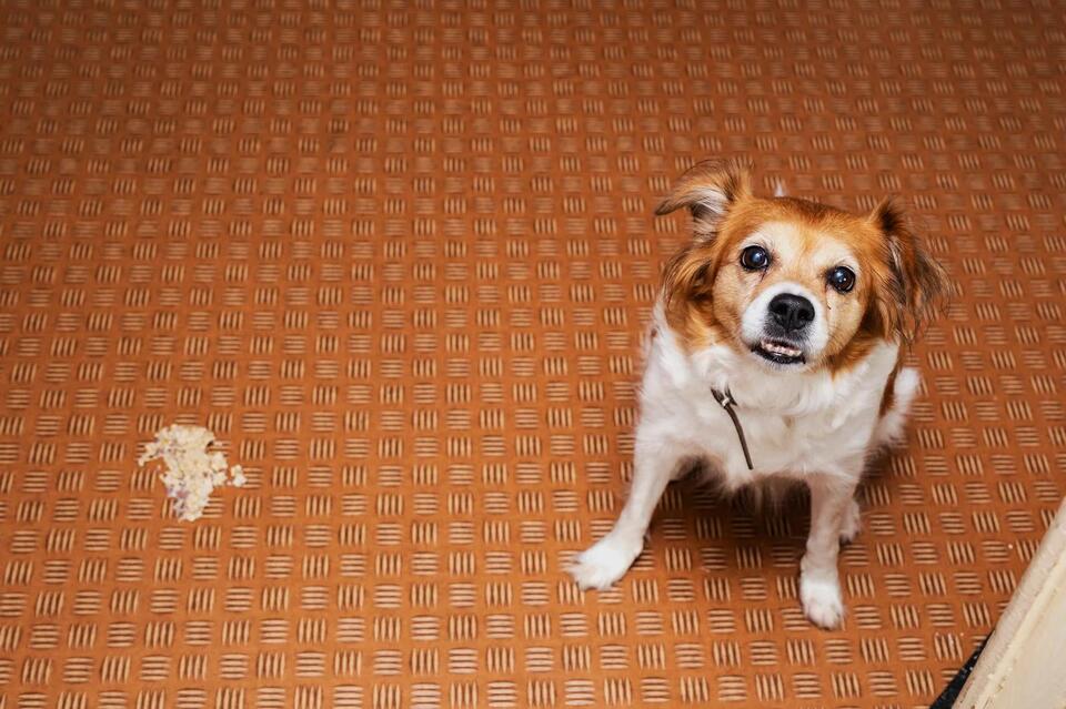 Reasons for Dogs Vomiting on an Empty Stomach and What to Do About It ...
