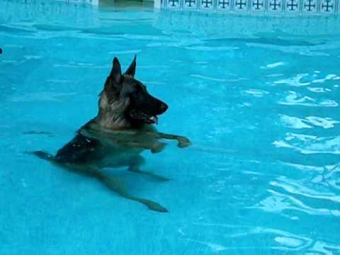 📅 Dog Swim Day at Hays Aquatic Park – August 22, 2026