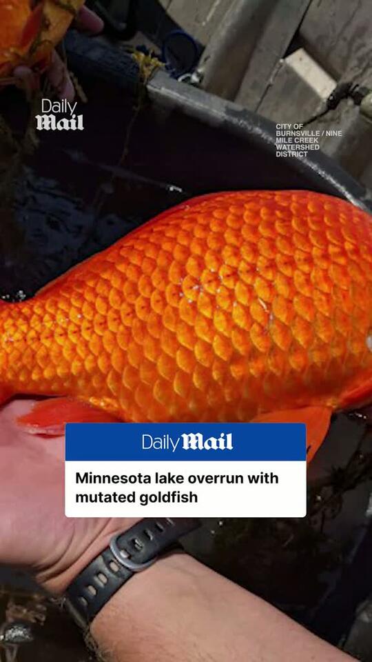 A Minnesota town's lake has been overrun with mutated goldfish after
