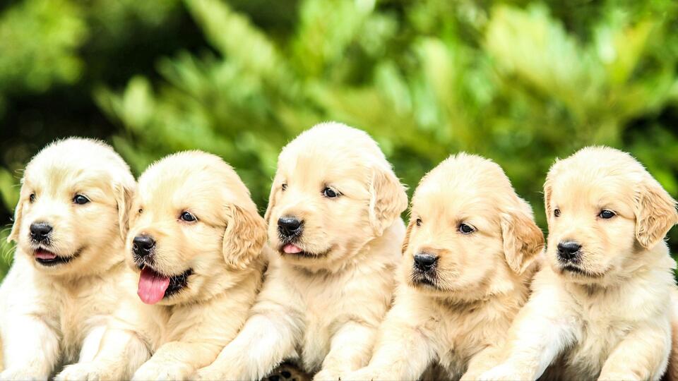 20 Overused Dog Names People Roll Their Eyes At - NewsBreak