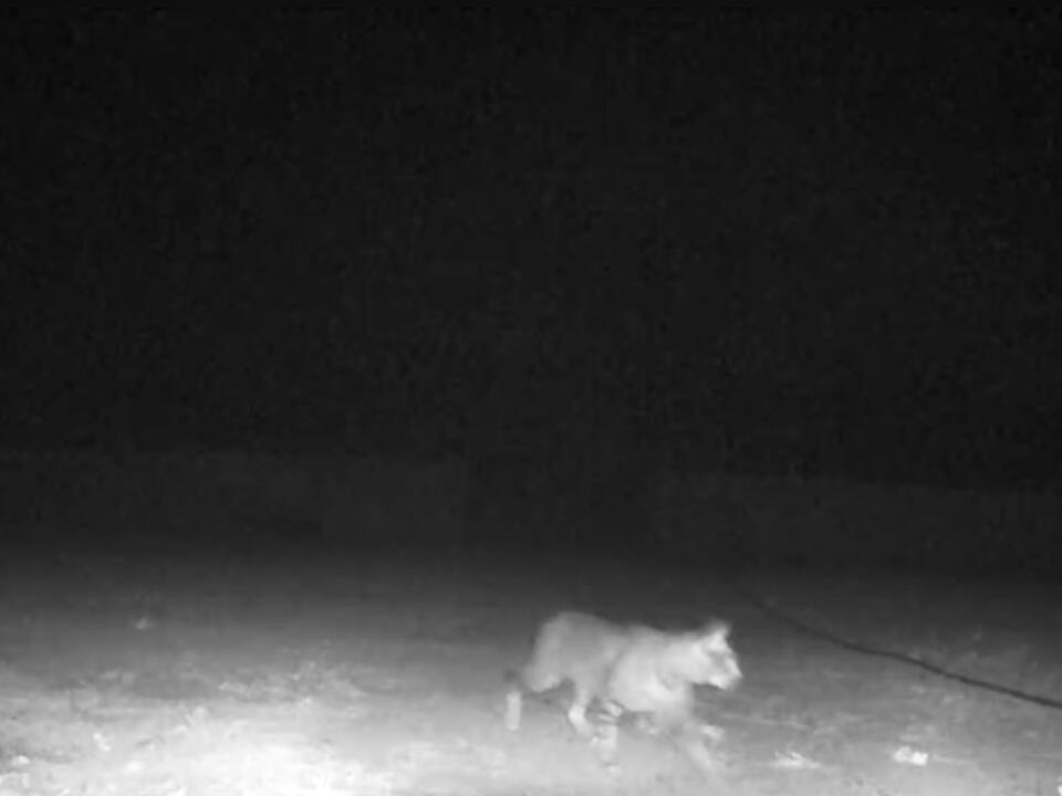 Is This Just A Wild Cat Seems Kinda Big Connected Videos