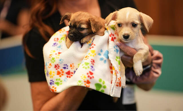 Pets influence Americans’ financial decisions, AICPA survey finds