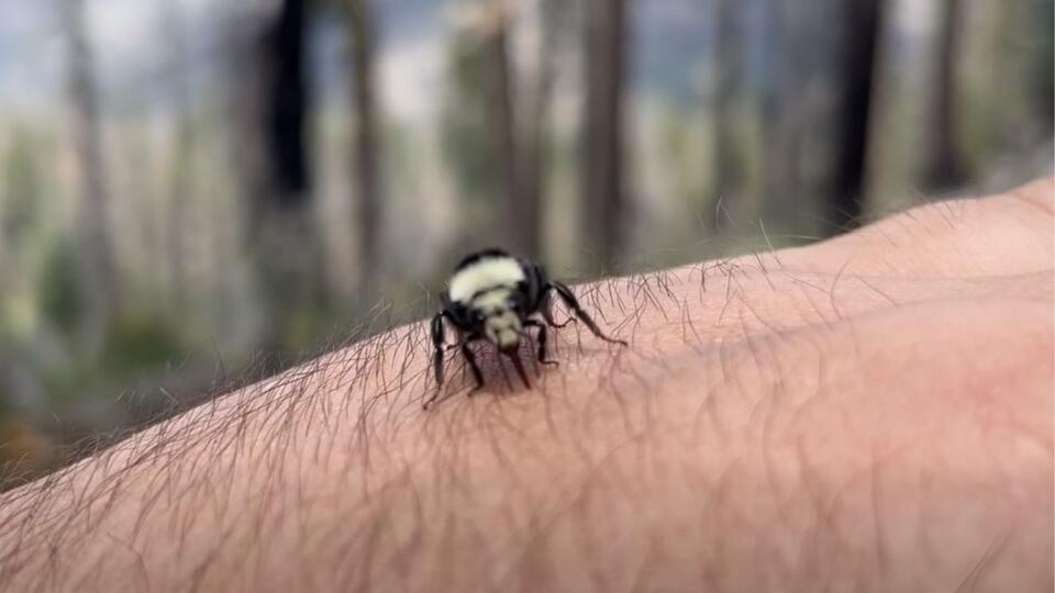 California Wildlife Employee 'BeeFriends' Insect in Adorable Video