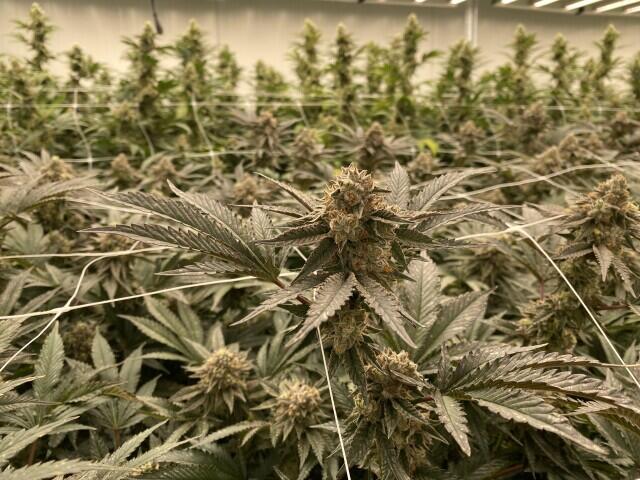 First marijuana cultivator opens in Fayette County, bringing state total to 39