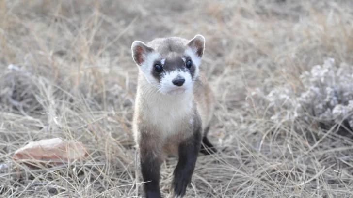 Black-Footed Ferret Conservation Advances with Cloned Offspring