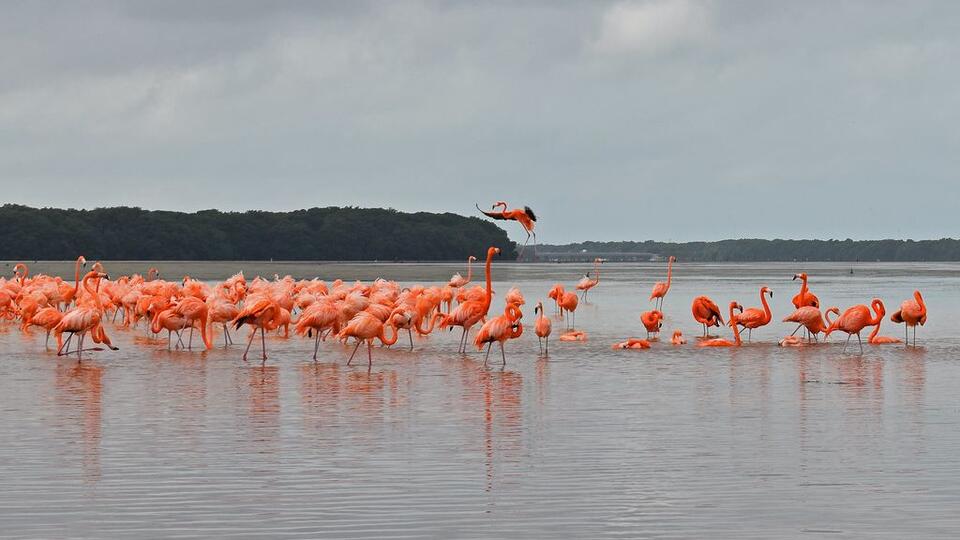 The Secret Code Hidden in Bird Migration Patterns - NewsBreak