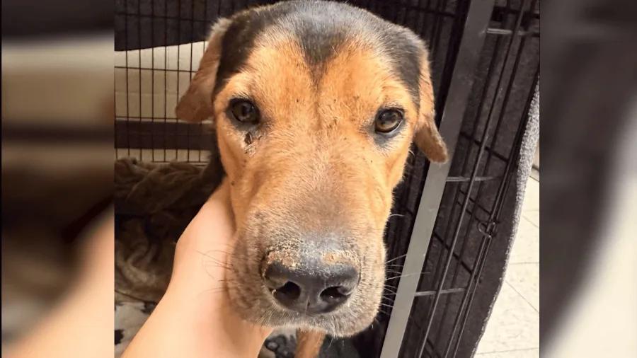 Investigation underway after dog shot at close-range - NewsBreak