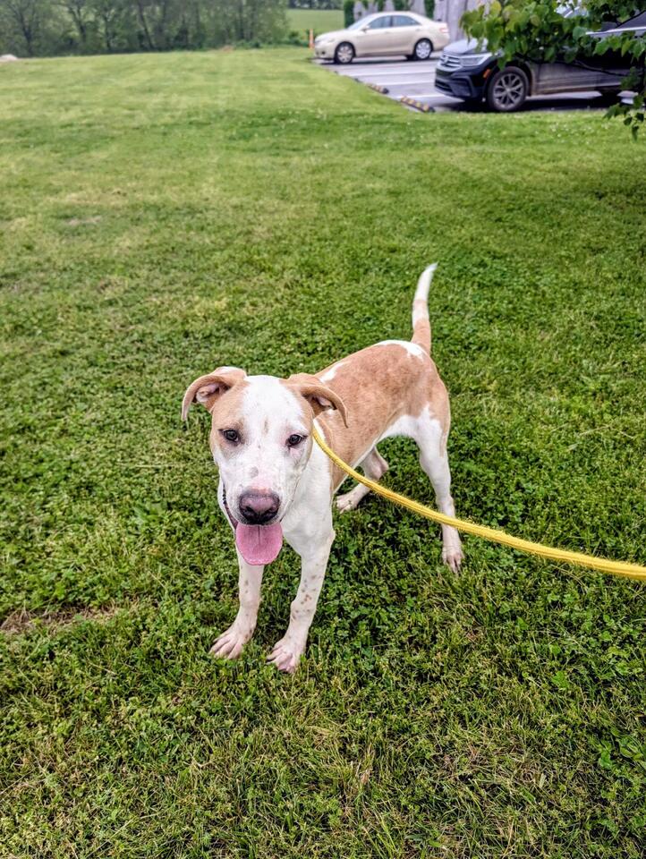 🐶 Playful, Gentle & Loyal Dogs Ready for Adoption in Centerton - NewsBreak