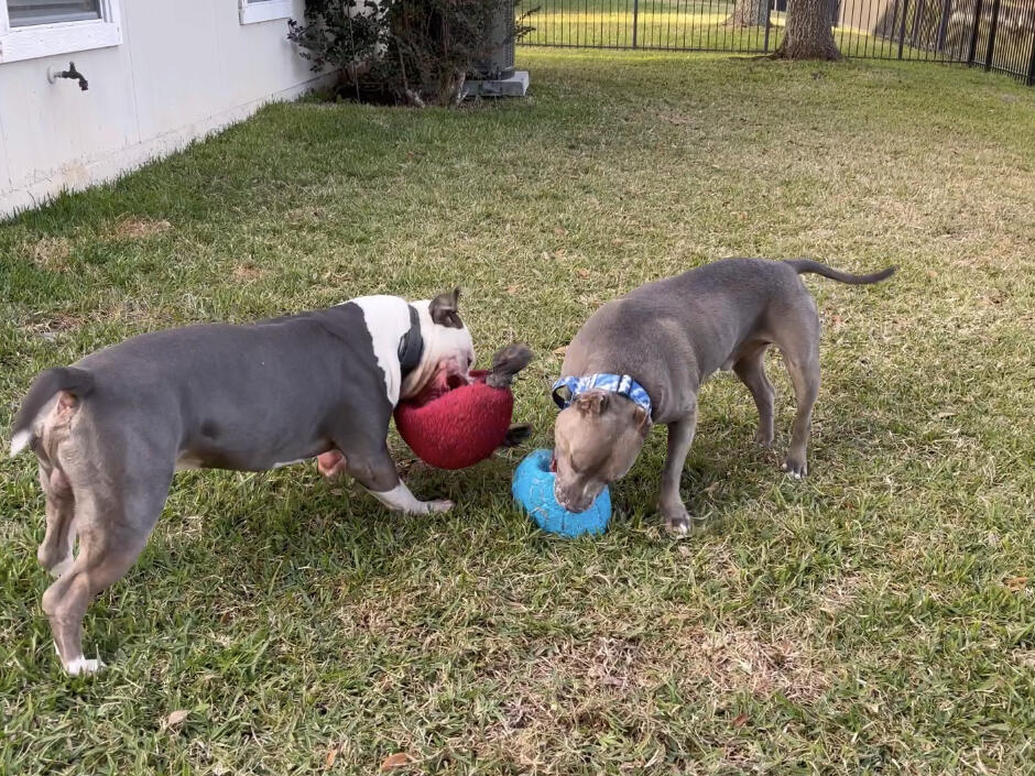 December Florida weather is warm so we went outside and played with our