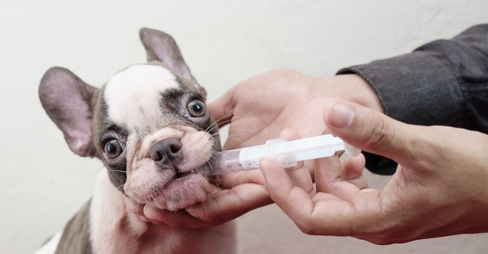 Benadryl Dosage Chart for Dogs Risks, Side Effects, Dosage, and More