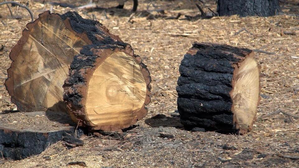 State Parks Commission approves salvage harvest to manage thousands of ...