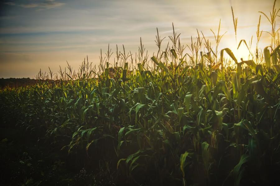 Amynta completes agribusiness push with Southern States acquisition ...