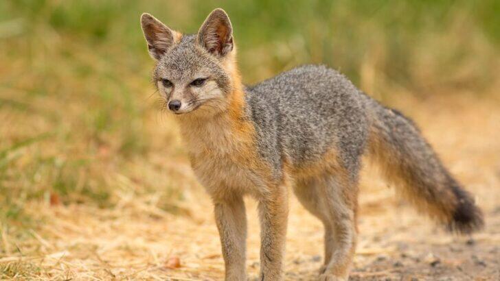 8 Facts About the Gray Fox, The only Tree Climbing Canine - NewsBreak