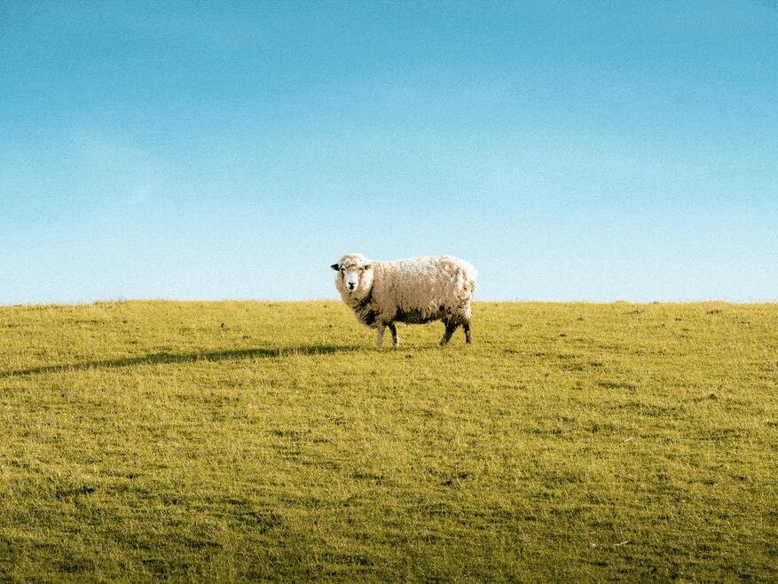 Montana Rancher Bred Giant, Cloned FrankenSheep for Hunting