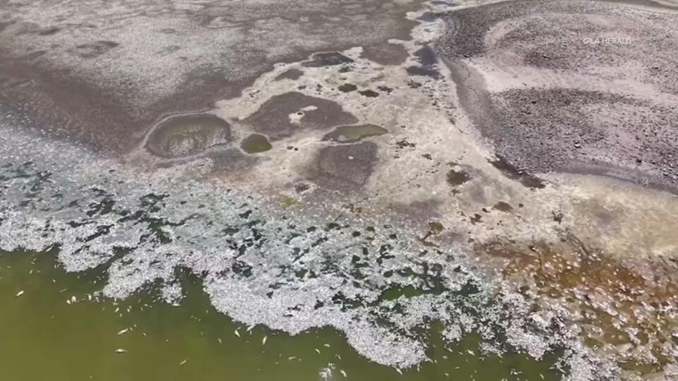 Something Killed Every Fish in This Arizona Lake and Investigators Are ...