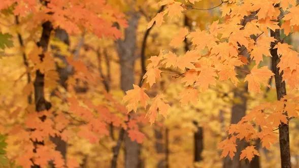 When will leaves change color in Louisiana? See the fall foliage map ...
