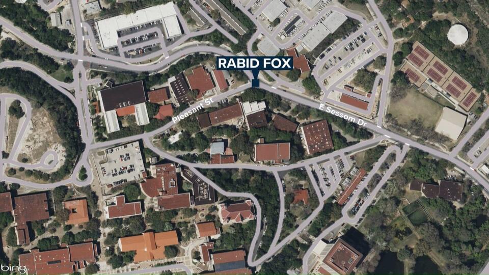 Fox found on Texas State campus tests positive for rabies - NewsBreak