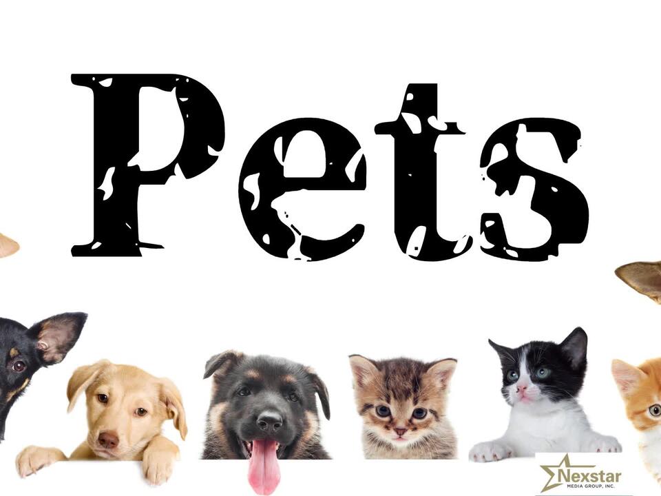 Dollar General employee finds puppies dumped in trash amid cold