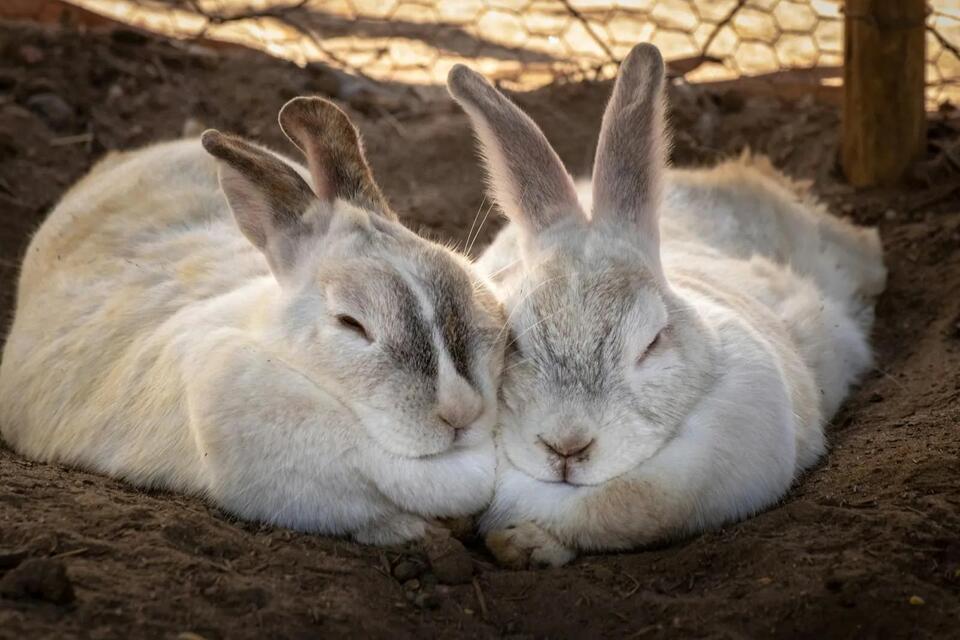 Rabbits in New England: 4 Species and How to Identify Them - NewsBreak