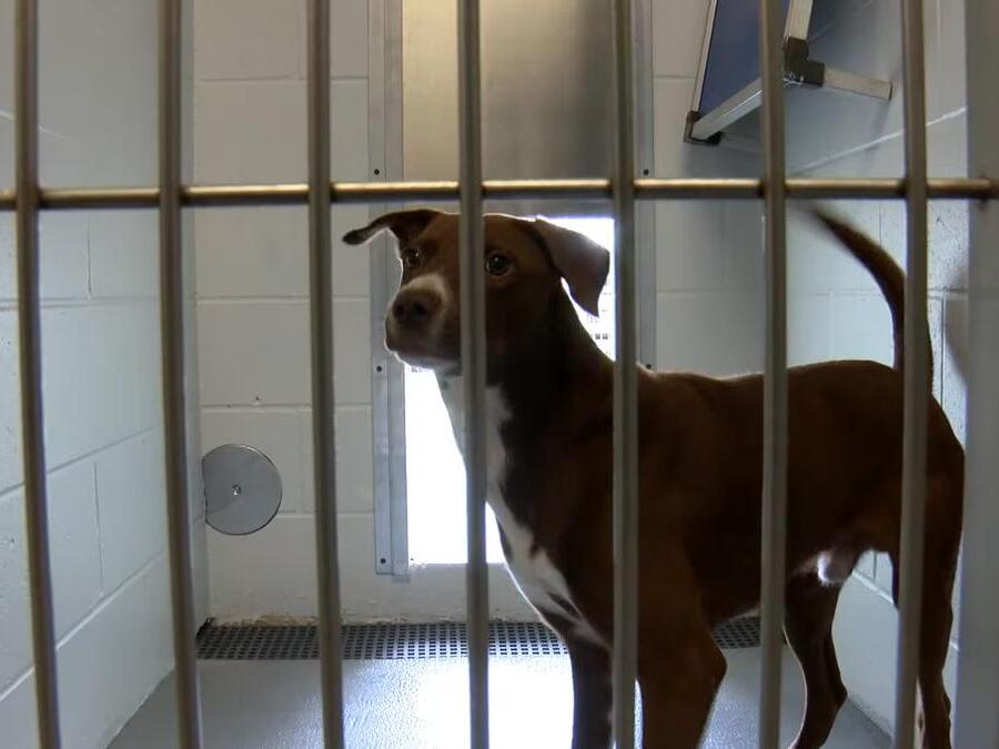 Marshall animal shelter offering 50 off pet adoptions