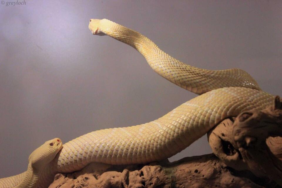 This is the Largest Rattlesnake Ever Recorded - NewsBreak