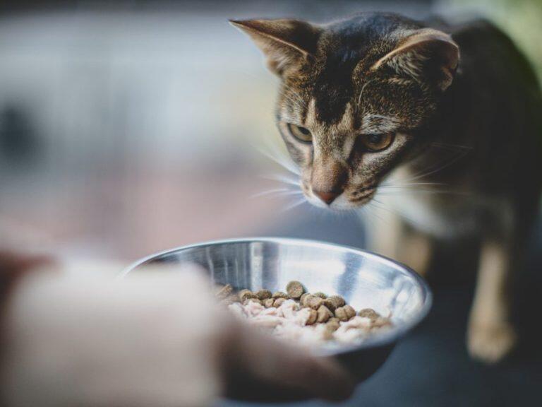 PetSmart Simply Nourish Has the Cat Food Brand Issued a Recall in 2024?