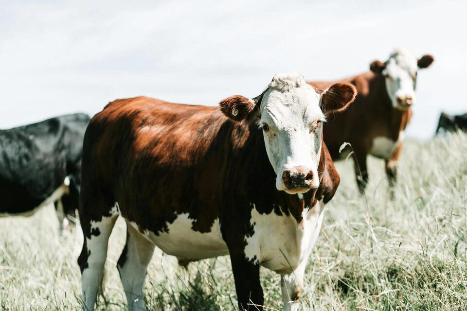 Brucellosis Laws in Louisiana: What Cattle and Bison Owners Need to Know
