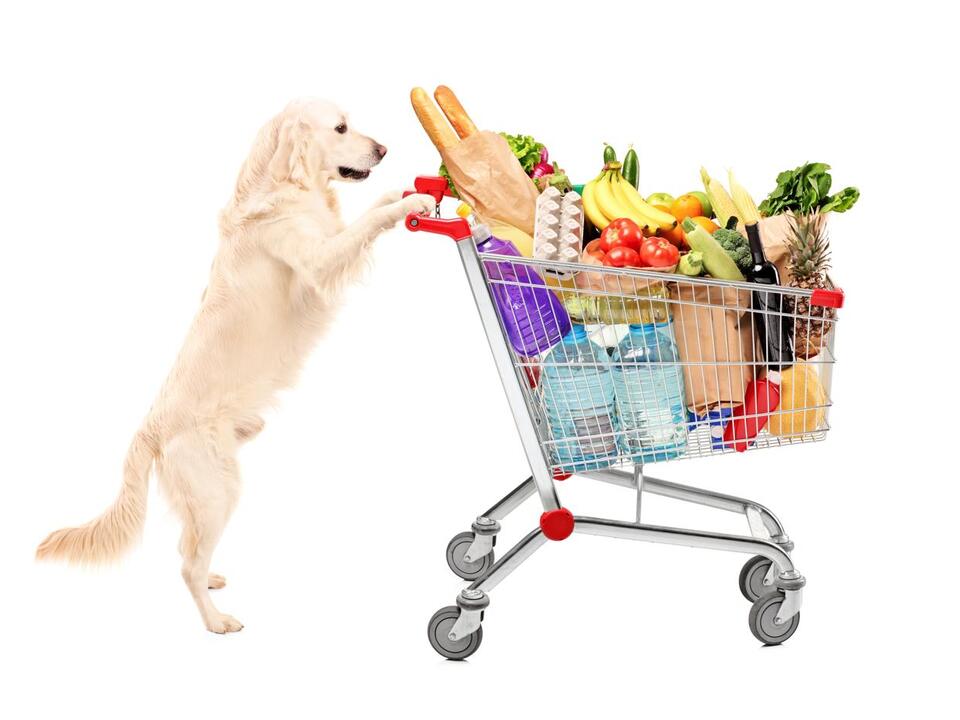 Are Dogs Allowed In Grocery Stores? 5 Important Rules to Know