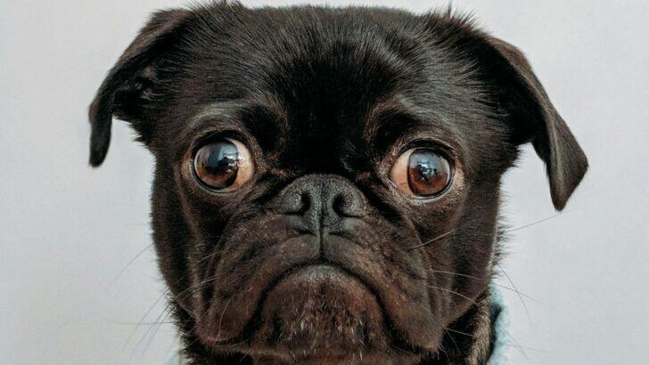 Why Do Dogs Stare at Walls Like They See Ghosts? - NewsBreak