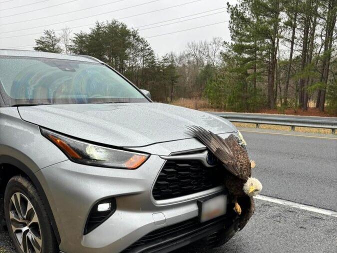 Look Bald eagle gets stuck in car grille, evades injury