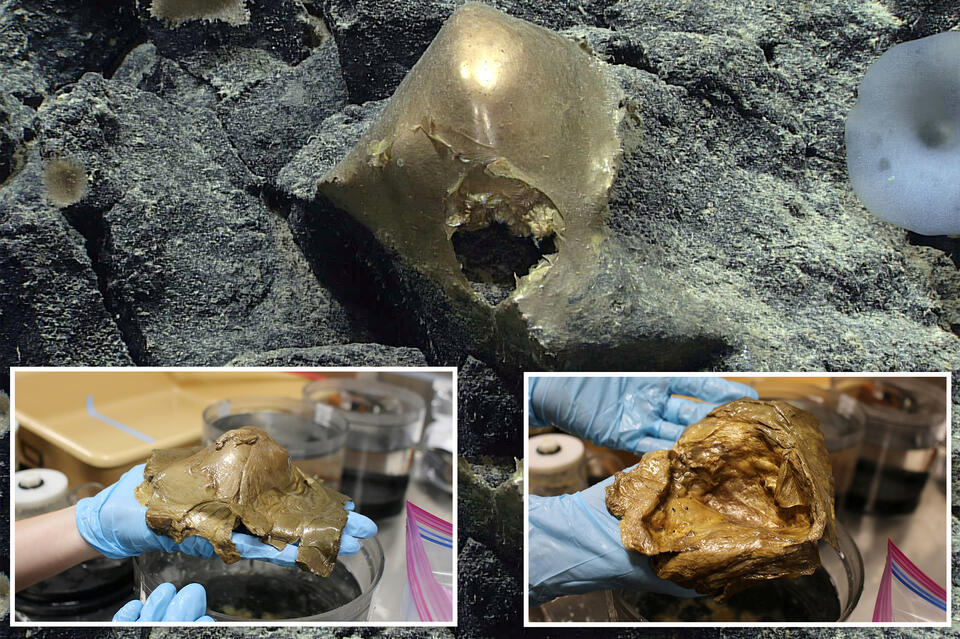 Mysterious flesh-like golden orb found at the bottom of the ocean ‘like ...