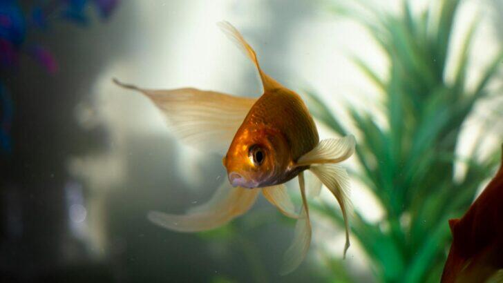 Why Goldfish Never Stop Growing in the Right Conditions