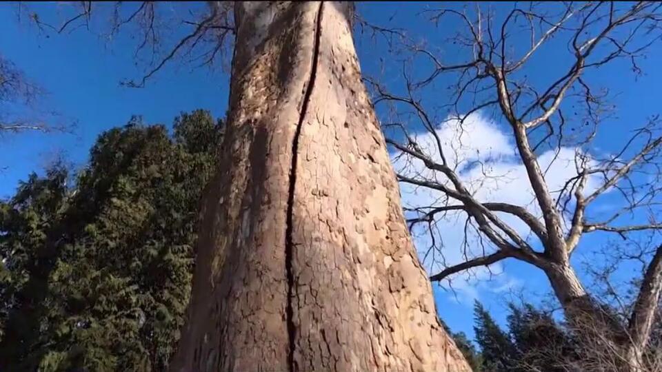 What’s causing 'exploding trees' in the Chicago area? - NewsBreak